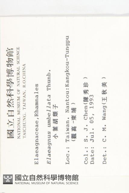 小葉胡頹子藏品圖，第2張