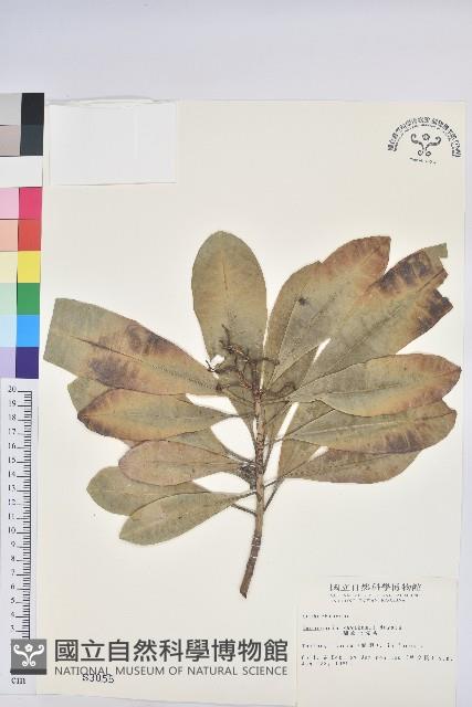 蘭嶼土沉香藏品圖，第1張