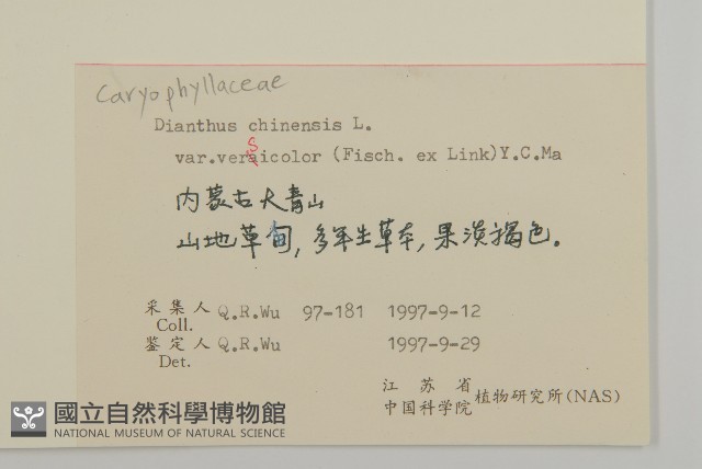 興安石竹藏品圖，第2張