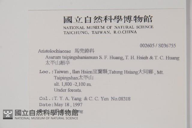 太平山細辛藏品圖，第2張