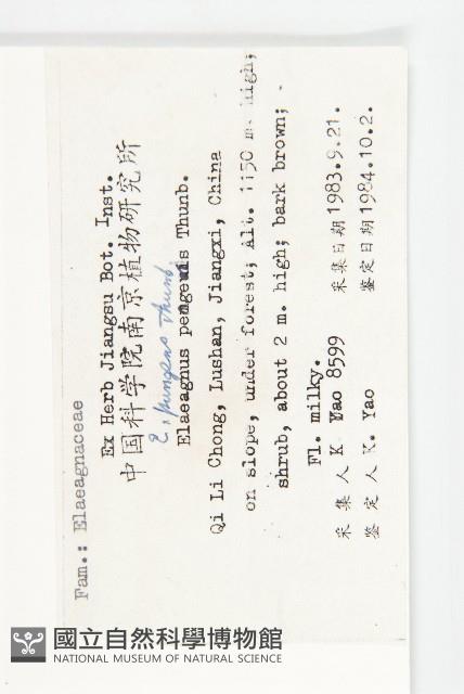 胡頹子藏品圖，第2張