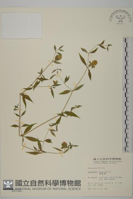 狗筋蔓藏品圖，第1張