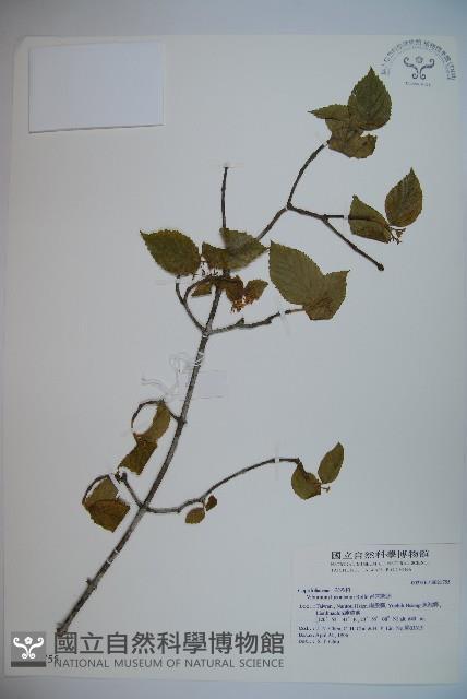 呂宋莢迷藏品圖，第1張