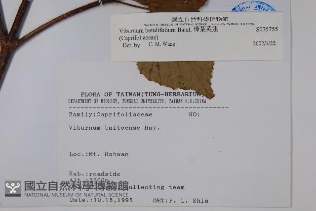 樺葉莢迷、玉山莢迷藏品圖，第2張