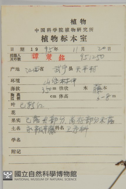 永瓣藤藏品圖，第2張