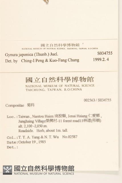 黃花三七草藏品圖，第2張