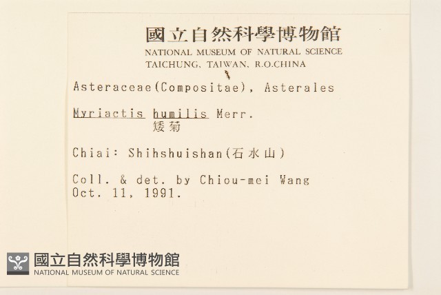 矮菊藏品圖，第2張