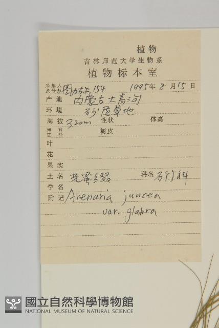 無毛老牛筋藏品圖，第2張