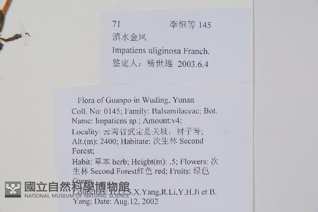 滇水金鳳藏品圖，第2張