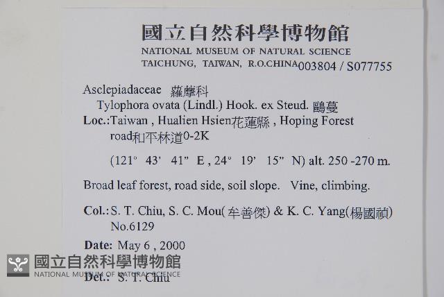 Ovate-leaf tylophora,Lanyu tylophora Collection Image, Figure 2, Total 2 Figures