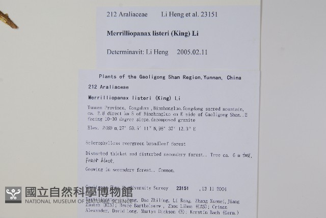 長梗常春木藏品圖，第2張