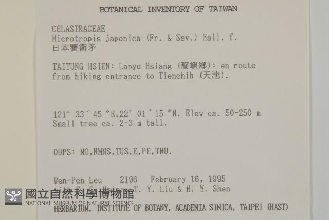 日本賽衛矛、日本假衛矛藏品圖，第5張