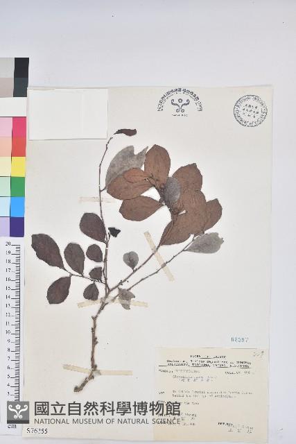 細葉饅頭果藏品圖，第1張