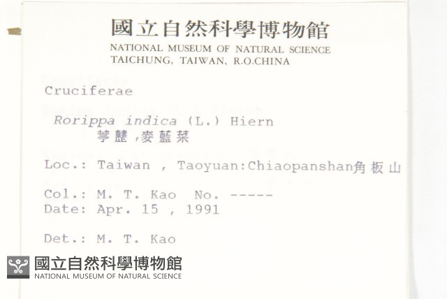 葶藶藏品圖，第2張