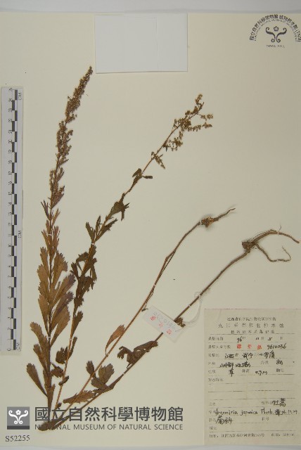 牡蒿藏品圖，第1張