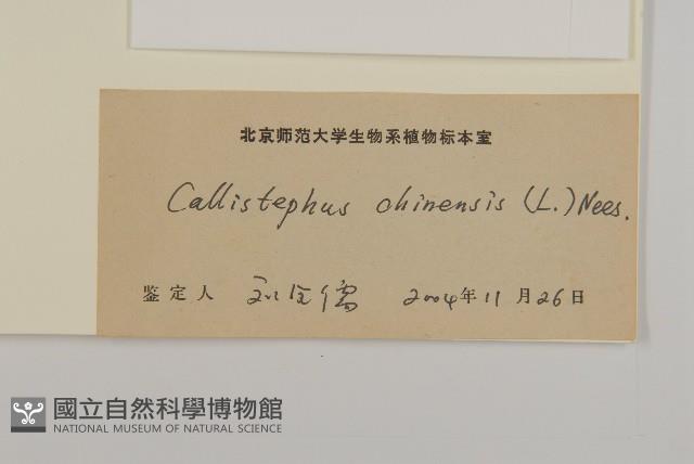 翠菊藏品圖，第2張