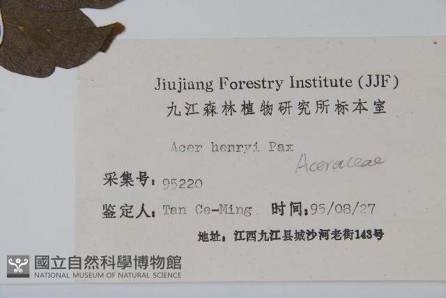 建始槭藏品圖，第2張