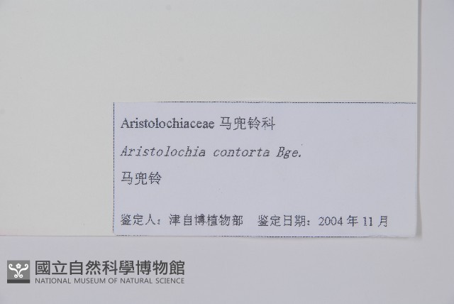 北馬兜鈴藏品圖，第2張