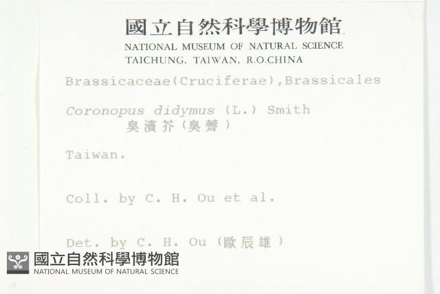 柿寄生藏品圖，第2張