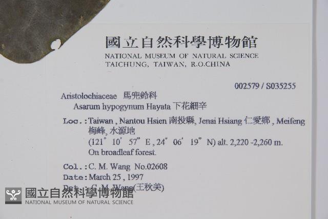 下花細辛藏品圖，第2張