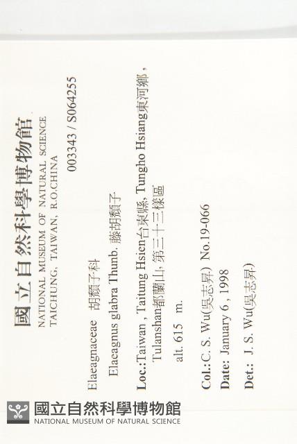 藤胡頹子藏品圖，第2張