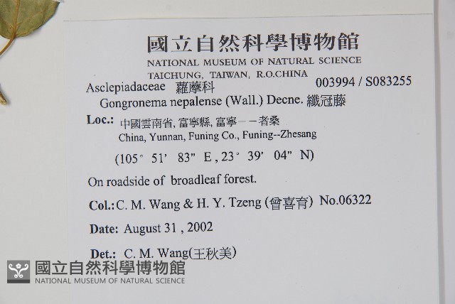 纖冠藤藏品圖，第2張