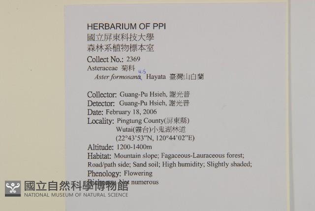 臺灣山白蘭藏品圖，第2張