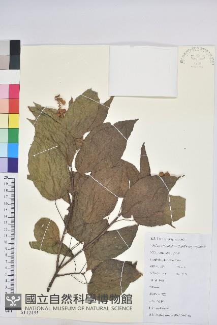 扛香藤藏品圖，第1張