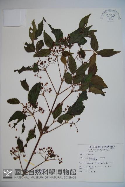 呂宋莢迷藏品圖，第1張