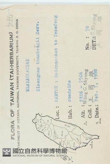 鄧氏胡頹子藏品圖，第2張