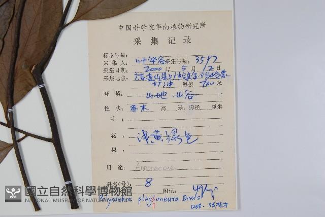 斜脈暗羅藏品圖，第2張