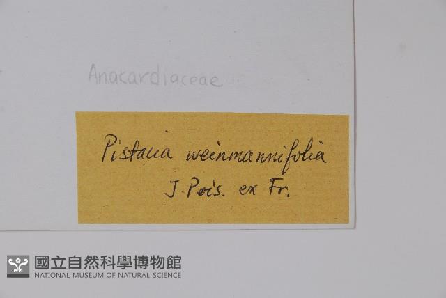 清香木藏品圖，第2張