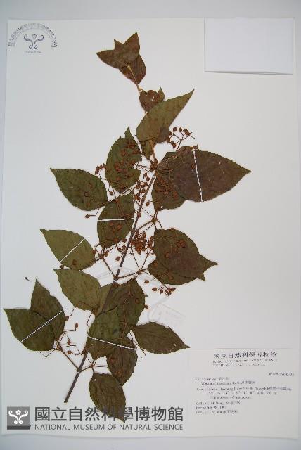 呂宋莢迷藏品圖，第1張