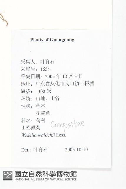 山蟛蜞菊藏品圖，第2張