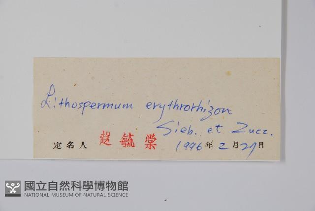 紫草藏品圖，第2張