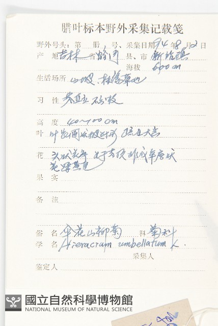 山柳菊藏品圖，第2張