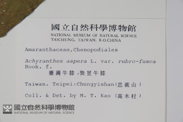 紫莖牛膝、台灣牛膝藏品圖，第2張