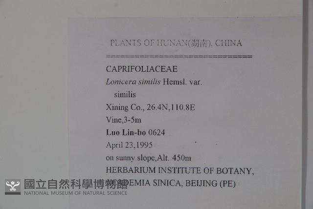 細苞忍冬藏品圖，第2張