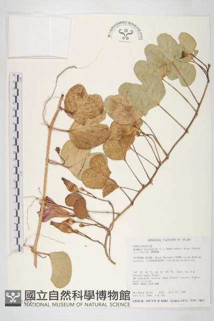 馬鞍藤藏品圖，第1張