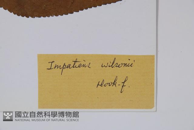 白花鳳仙花藏品圖，第2張