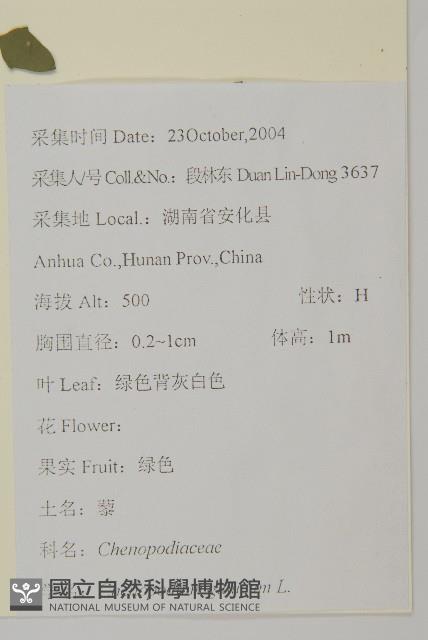 灰綠藜藏品圖，第2張