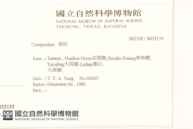 歐洲黃菀藏品圖，第2張