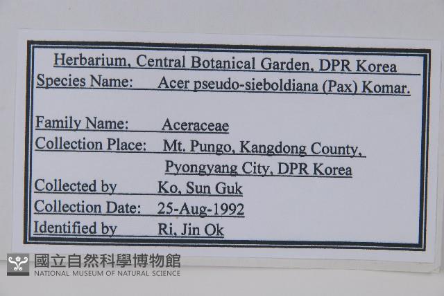 偽巴槭藏品圖，第2張