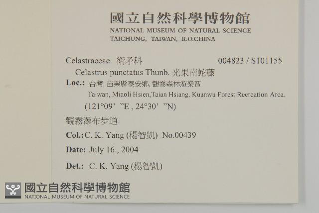 光果南蛇藤藏品圖，第2張