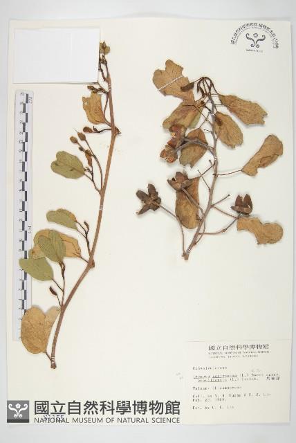 馬鞍藤藏品圖，第1張