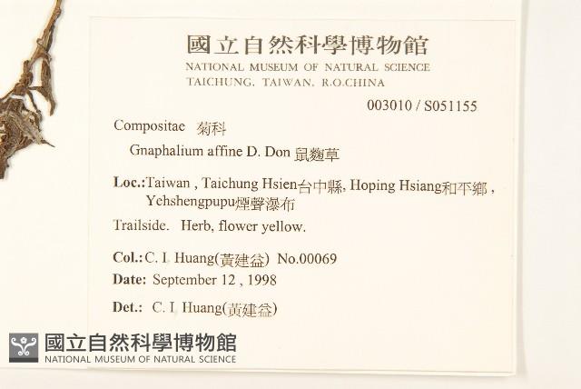 鼠麴草藏品圖，第2張