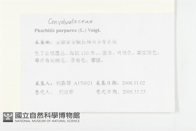 圓葉牽牛藏品圖，第2張