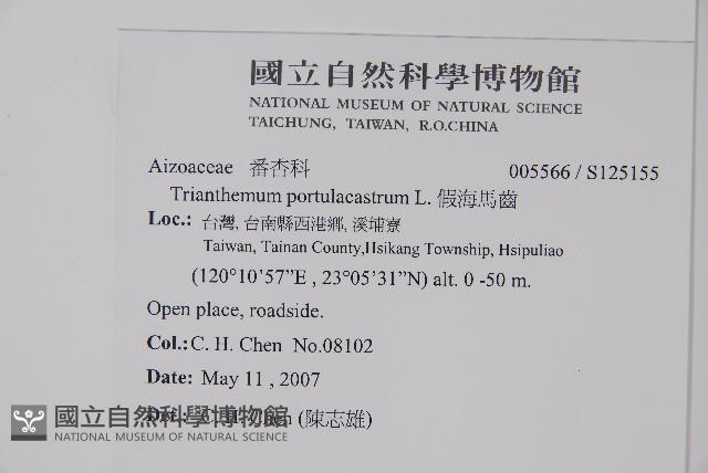 假海馬齒藏品圖，第2張