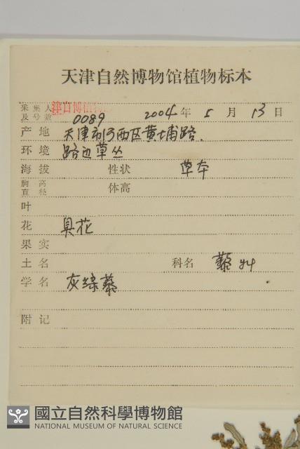 灰綠藜藏品圖，第2張