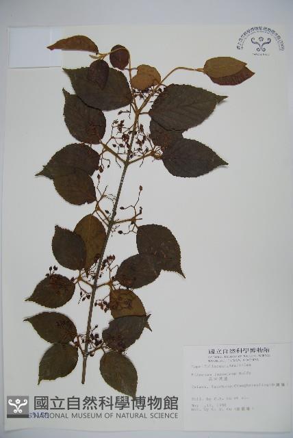 呂宋莢迷藏品圖，第1張